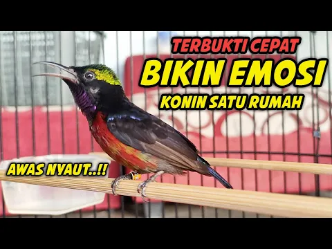 Download MP3 KONIN GACOR FULL NEMBAK ISIAN BELALANG EMAS INI, PASTI COCOK BUAT PANCINGAN KOLIBRI NINJA BAHAN