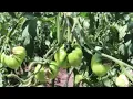 Suivi du pied de tomate casse repare