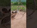 Download Lagu Creative DIY Quail Trap Technique #shorts