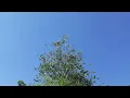 chromonicci - Just Push