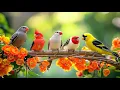 Download Lagu Calm Your Workspace 🕊️🕊️🕊️ Birdsong \u0026 Piano for Focus