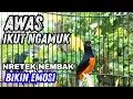 Download Lagu Murai gacor AMPUH buat MERANGSANG emosi murai batu lain agar CEPAT bongkar isian !! Langsung NYAUT
