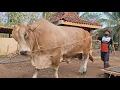 Download Lagu TIMBANG SAPI CROSS RAKSASA JUARA KONTES BULLS FARM‼️