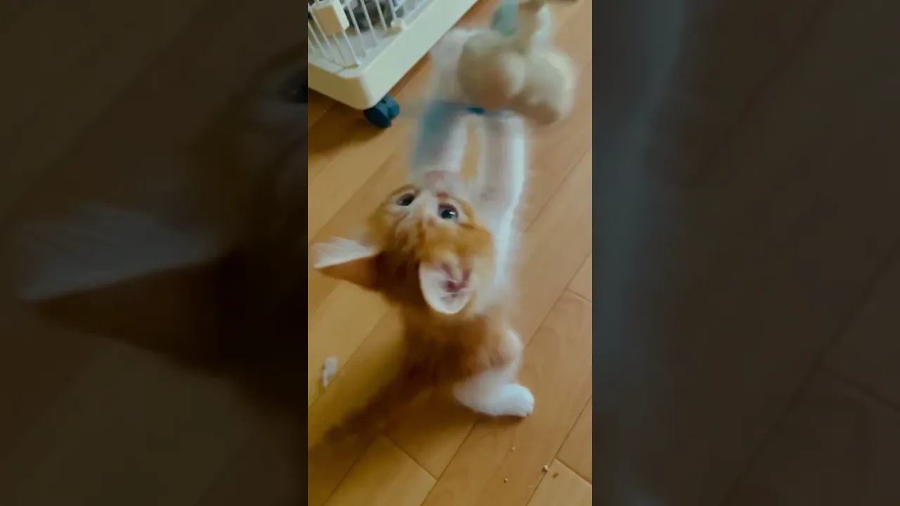 動画