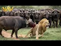 Download Lagu Bloody Savannah: The Eternal War of the Predators | Wild Animals