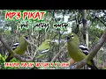 Download Lagu Suara Pikat Burung Cipoh Jantung Ribut |Mix Sg Pulot