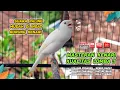 Download Lagu Masteran Kenari GACOR Durasi Panjang‼️ COCOK untuk Pancingan Kenari PAUD dan Kenari MACET BUNYI #96