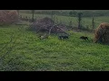 Training Rabbit dogs in the starter pen 15week old Puppy s