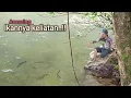 Download Lagu Nemu spot surga-Nya pemancing di pedalaman hutan Kalimantan