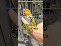 Download Lagu Thinking of a Caique? Watch This First—They Can Bite! 😅