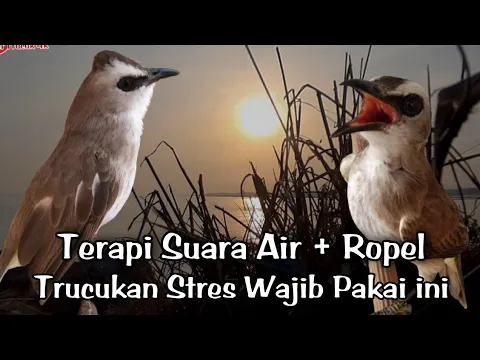 Download MP3 Terapi Trucukan biar Cepat gacor || CARA Ampuh mengatasi Trucuk stres \u0026 trucukan Macet Bunyi