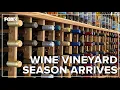 Wine vineyard season arrives in Connecticut