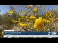 New report says allergy season could last longer