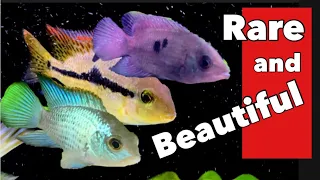 Download 6 Rare MUST-HAVE South and Central American Cichlids! [EVERY Fish FULLY Described] MP3