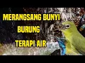 Download Lagu MERANGSANG BUNYI GEMERCIK AIR TERAPI BURUNG