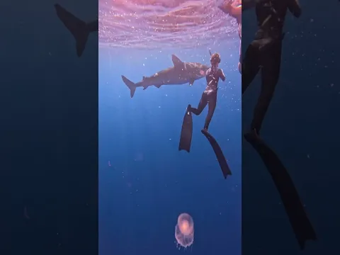 If you guessed humans you are correct! #savesharks #clare