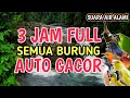 AUTO GACOR‼️ 3 Jam Full Suara Air Alami - Terapi Burung Macet Bunyi dan Stres