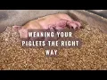 Avoid Weaning Mistakes Essential Tips for Healthy Piglets