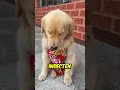 Download Lagu Deze hond heeft er spijt van! 🐶😔