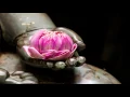 Lotus Dance - Phil Thornton
