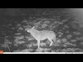 Coyote Howl at Night - Wolf Haven 2021