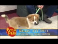 Meet DALLAS a Shetland Sheepdog currently available for adoption at Petango com 2015 11 08 18