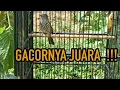 CUCAK RAWIS GACOR PAGI HARI