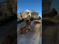 Installing Pine-Straw-It s A Southern Thing