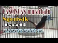 Download Lagu PANCINGAN MURAI BATU,,NGERIWIK,, AGAR JADI GACOR PLONG