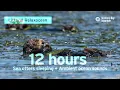 12 Hours Of Sea Otters Sleeping In Monterey Bay Ambient Ocean Sounds Littoral Relaxocean