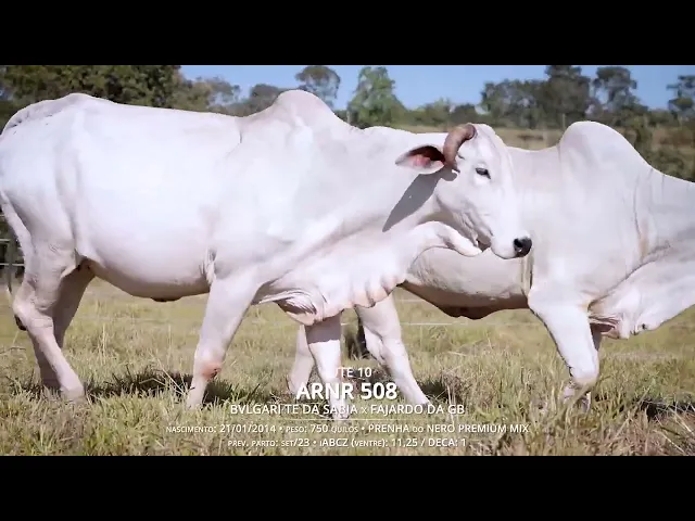2 Vacas Nelore P.O.