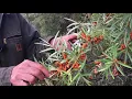 Lagu Sea Buckthorn - How to Grow with Michael Pilarski \
