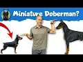 Miniature Pinscher vs Doberman Pinscher When It s Time to Go Small
