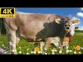 Cows in the Countryside Mooing Grazing serenely