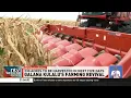 Download Lagu The first maize crop at the Galana Kulalu irrigation scheme under the PPP scheme began harvesting