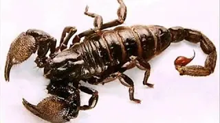 جاد المولي حمدو جندي الناقه قبيله المعاليا عقرب الجن 