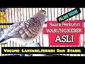 Suara Perkutut Lokal ASLI WARUNG KEBEK, Volume Lantang,Jernih dan Stabil