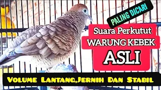 suara perkutut lokal asli warung kebek volume lantang jernih dan stabil
