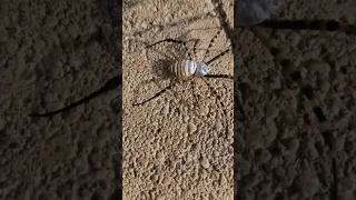 عنكبوت غريب Tanger Asfi Laayoune اكسبلور Fishing Food Fruit 