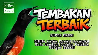 auto emosi kretekan kasar nembak isian murai batu juara 