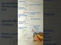 Mitosis easy diagram