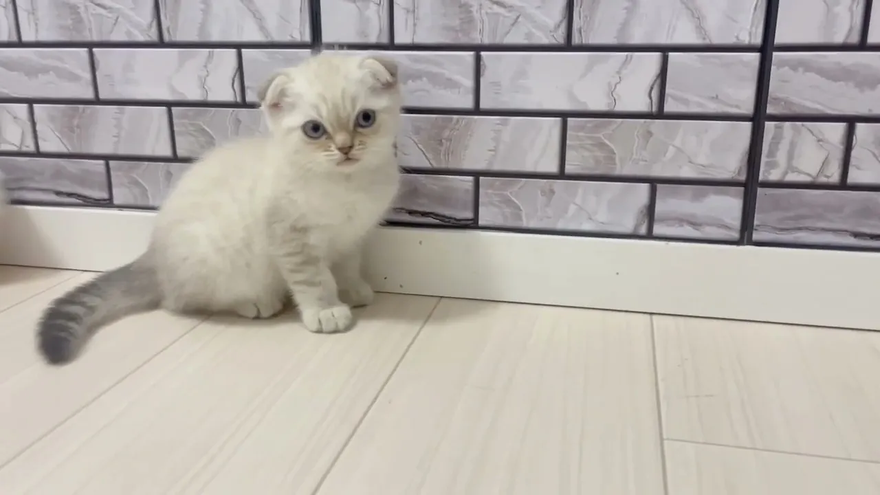 動画