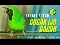 Download Lagu PANCINGAN CUCAK IJO GACOR BUKA PARUH BIKIN LAWAN CEPAT ON LANGSUNG EMOSI DENGAR SUARA INI