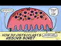 How do osteoclasts resorb bone