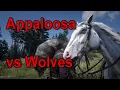 Few Spotted Appaloosa vs Wolves Red Dead Redemption 2