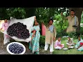 Download Lagu अब जब भी जामुन  लेने जाए एक बार ये रेसिपी जरूर बनाकर खाएं Jamun Sharbat/काला-खट्टा जूस/Vinegar