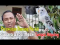 Download Lagu HOW TO CARE FOR PARKITS SO THEY SING || CARE FOR PARKITS SO THEY SING QUICKLY