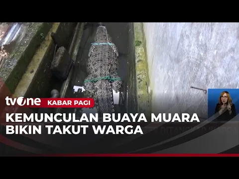 Ramai-ramai Warga Bone Tangkap Buaya Muara Sepanjang 3 Meter di Sungai