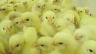 Download Animal Equality investigation in chicken hatcheries MP3