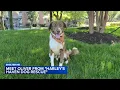 Shelter Me Meet Oliver from Harley s Haven Dog Rescue